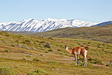 Guanaco in pampa, Torres del Paine National Park  Chile