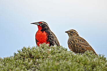 Long-tailed Meadowlark couple, Torres del Paine NP Chile