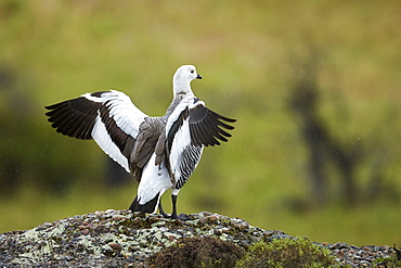 Upland goose male , Torres del Paine NP Chile