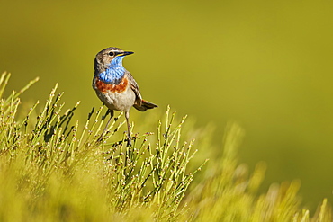 Bluethroat male on bush, Sierra de BÃ©jar  Spain