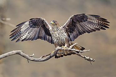 Bonelli's Eagle third-year female on branch, AragÃ³n Spain