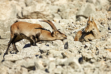 Spanish Ibex young male approaching female during rut -Spain