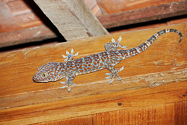 Tokay Gecko on a hise's ceiling, Bali IndonÃ©sia