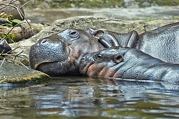 Pigmy Hippopotamus and young in water, Singapore Zoo