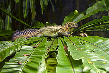 Sail-fin Dragon on fern leaves- Singapore Zoo