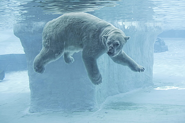 Polar Bear underwater, Singapore Zoo 