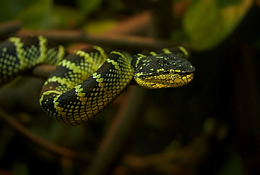 Wagler's Pit Viper, Singapore Zoo