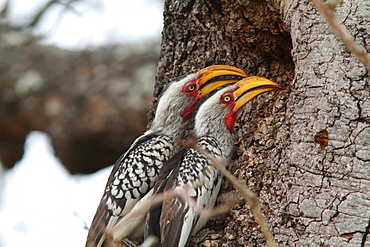 Southern Yellow-billed Hornbills, Kruger NP South Africa