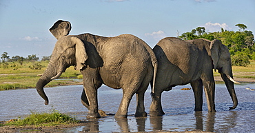 African Elephants in water, Savuti Chobe NP Botswana