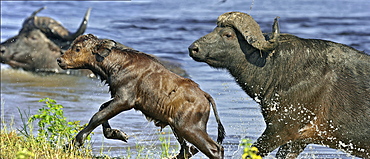 African buffalo in the river, Savuti Chobe NP Botswana