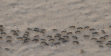 Ants legionaries, Chobe NP Botswana