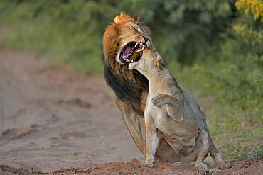 Lion mating, Botswana 