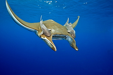 Sicklefin Mobula with Remora, Azores