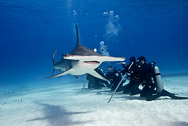 Great Hammerhead Shark and divers on sandy bottom, Bahamas