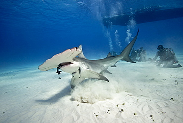 Great Hammerhead Shark and divers on sandy bottom, Bahamas