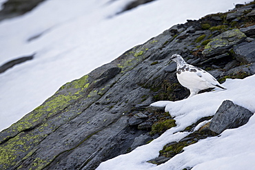 Rock Ptarmigan intermediate plumage, Swiss Alps