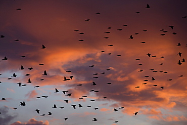 Dormitory of Bramblings in migration, Fribourg Switzerland