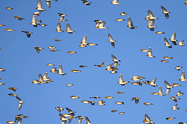 Bramblings in migration, Fribourg Switzerland