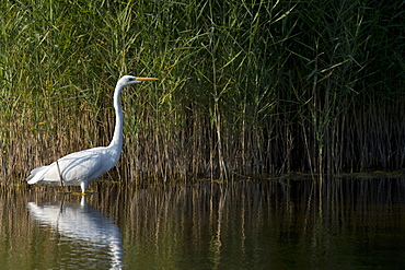 Great Egret in water, Lake Neuchatel Switzerland