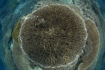 Hard coral garden on reef, Moluccus  Banda Sea  Indonesia