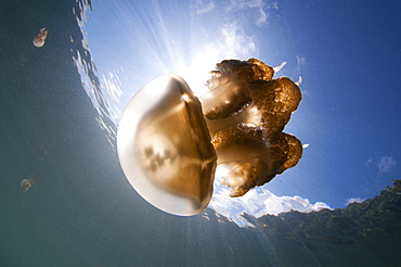 Jellyfish in a lake, Kakaban Island  Indonesia