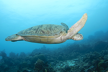 Green Turtle, Maratua Atoll  Borneo  Indonesia