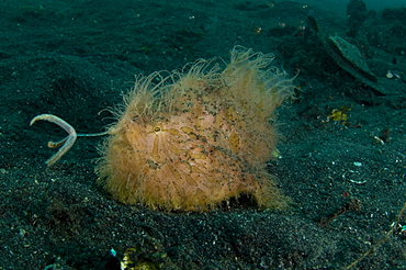 Hairy Striated Frogfish, Lembeh Strait  Indonesia