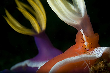 Emperor Shrimp on Nudibranch, Lembeh Strait  Indonesia