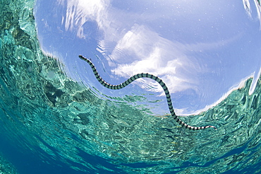 Banded sea snake surfacing for air, Bunaken NP Indonesia