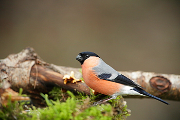 Bullfinch on a branch, Ardennes Belgium 