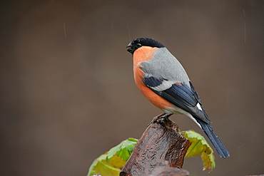 Bullfinch on a branch, Ardennes Belgium 