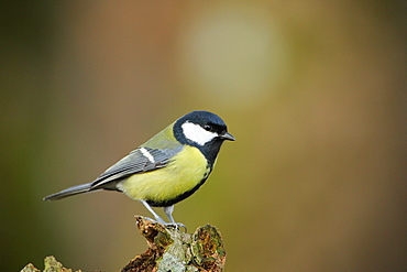 Great tit on a branch, Ardennes Belgium 