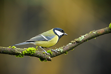 Great tit on a branch, Ardennes Belgium 