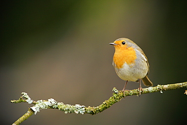 European Robin on a branch, Ardennes Belgium 