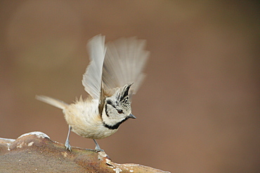 Crested Tit on a branch, Ardennes Belgium 