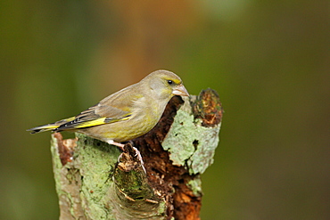 Greenfinch on a stump, Ardennes Belgium 