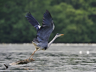 Grey Heron taking flight, France 