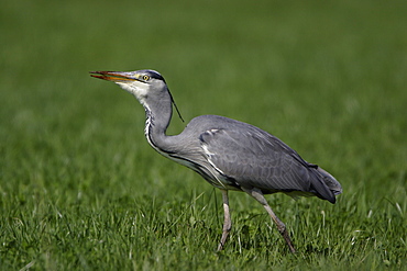 Grey Heron walking in a meadow, France 