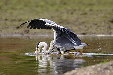 Grey Heron fishing in a pond, France