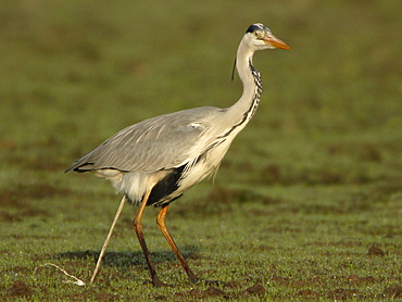 Grey Heron defecating in a meadow, France 