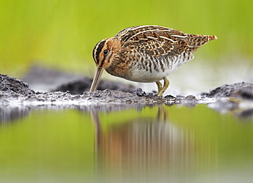 Common Snipe feeding on mudflat, Finland 