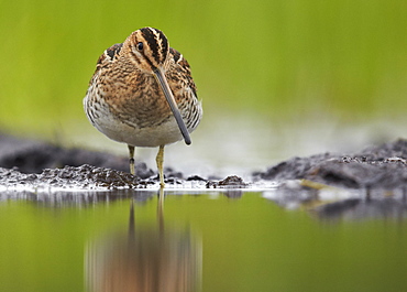 Common Snipe on mudflat, Finland 