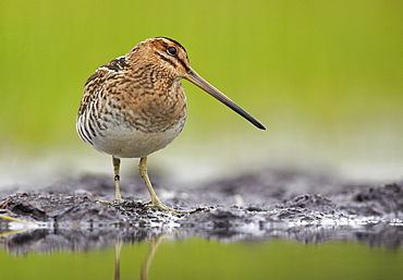 Common Snipe on mudflat, Finland 