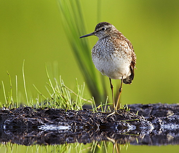 Wood Sandpiper on mudflat, Finland 