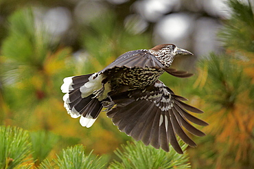 Spotted Nutcracker in flight, Finland 