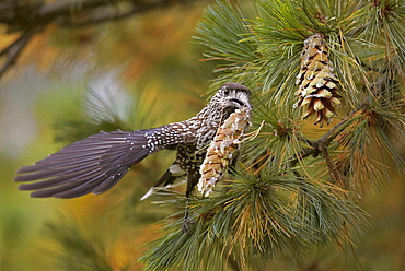 Spotted Nutcracker carrying pine cone, Finland 