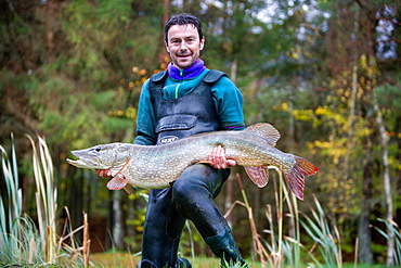 Presentation of a northern pike, Vosges France 