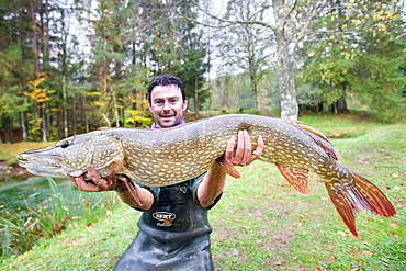 Presentation of a northern pike, Vosges France 