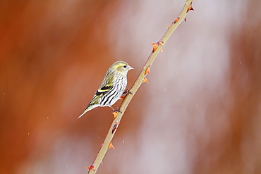 Siskin on a blackberry winter, Alsace France 