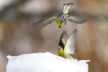 Fight Siskins male on the ice, Alsace France 